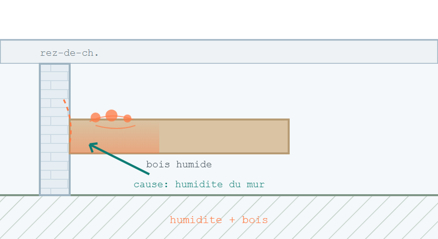 Poutre de cave humide avec developpement de merule et une fleche vers la source d'humidite dans le mur